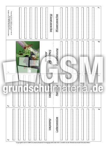 Faltbuch-Ameise.pdf